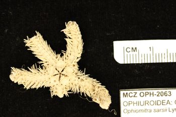 Media type: image;   Invertebrate Zoology OPH-2063